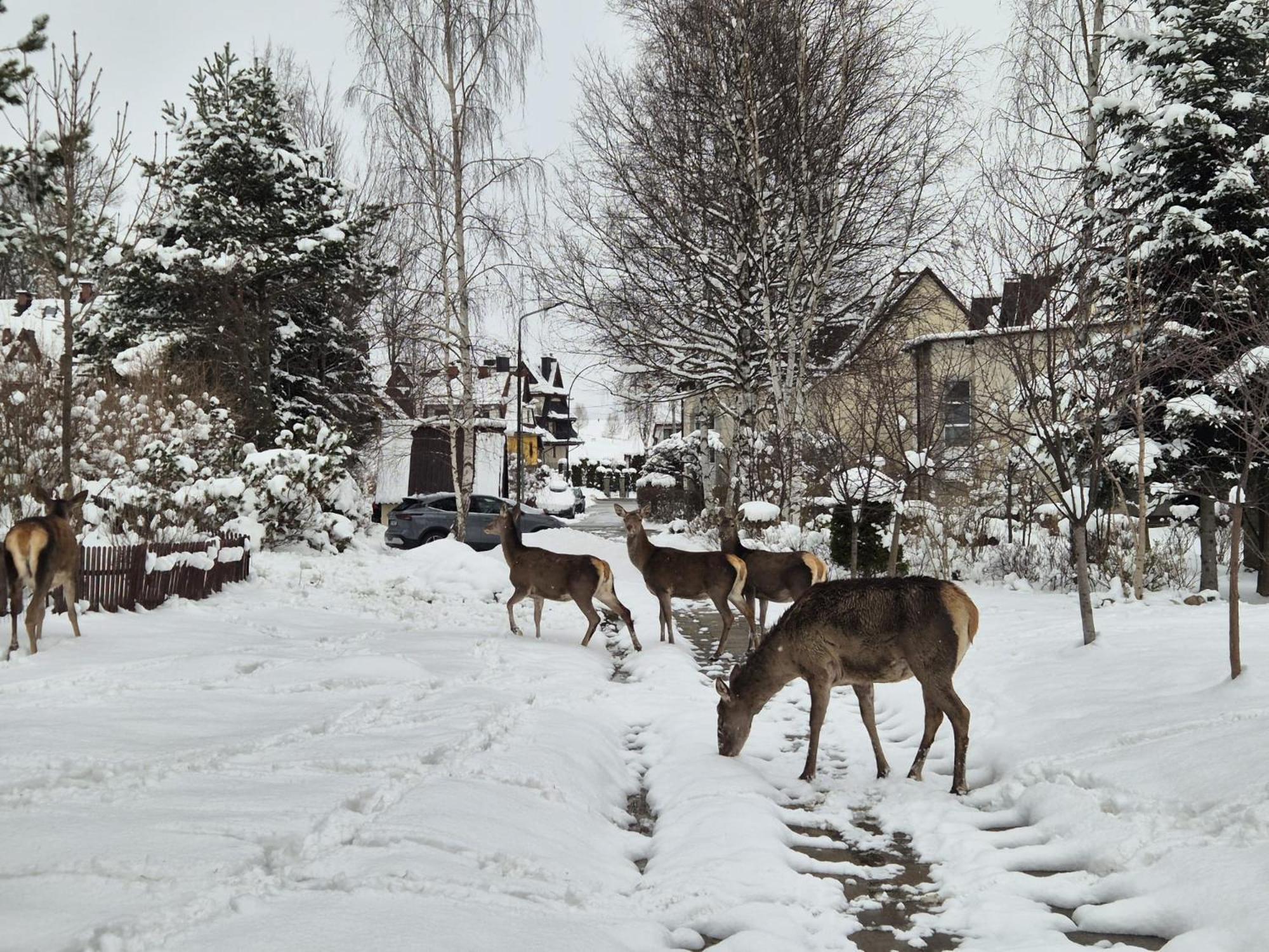 Wokol Stolu Zakopane